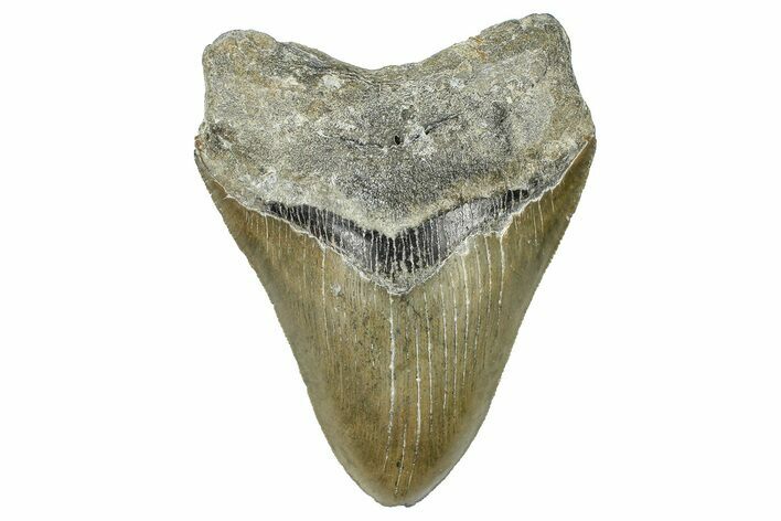 Serrated, Fossil Megalodon Tooth - North Carolina #368450